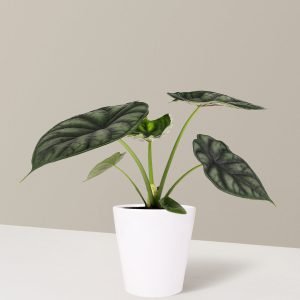 Alocasia 'Dragon Scale'