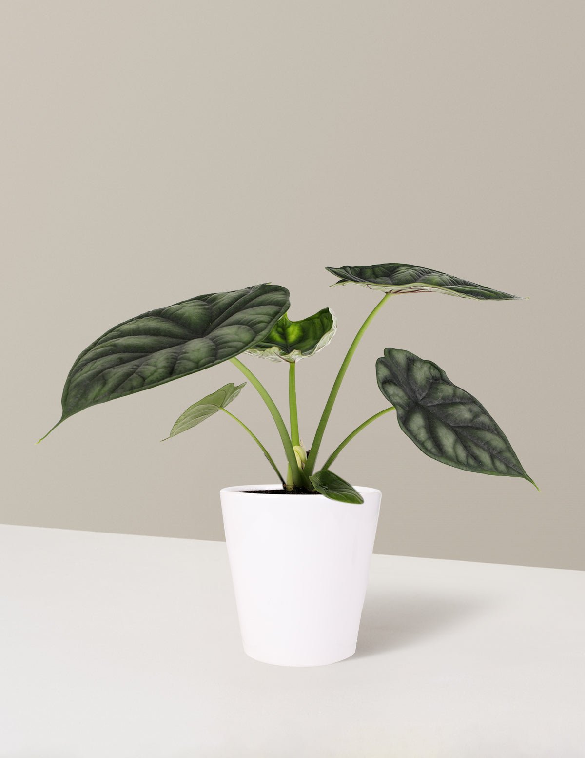 Alocasia 'Dragon Scale'