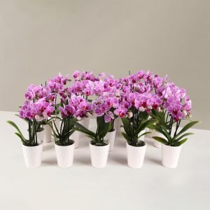 Orchid Party Pack, Set of 20