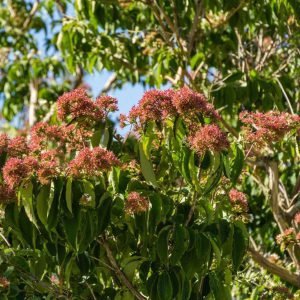 Temple of Bloom® Seven-Son Flower