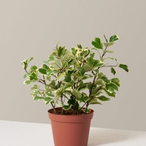 Variegated Ficus Triangularis