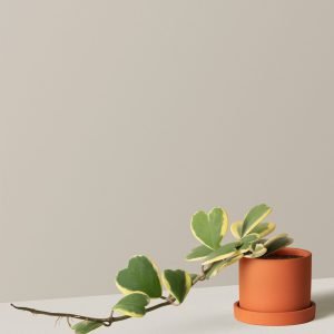 Trailing Heart-Leaf Hoya, Variegated