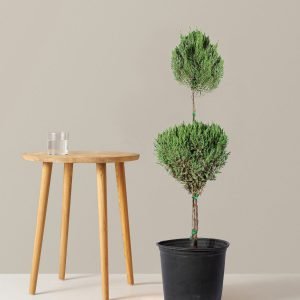 Blue Point Juniper Topiary