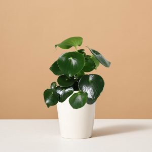 Peperomia Raindrop