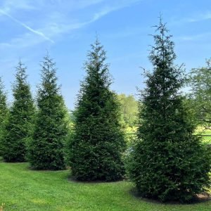 Thuja Green Giant