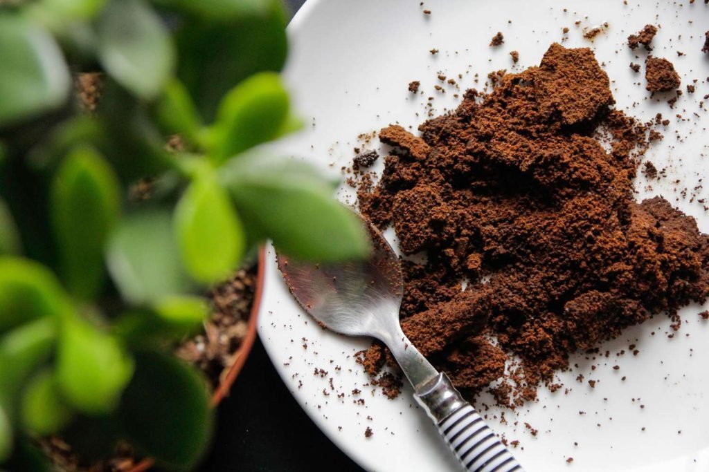 Favter | How to Reuse Coffee Grounds to Fertilize Houseplants