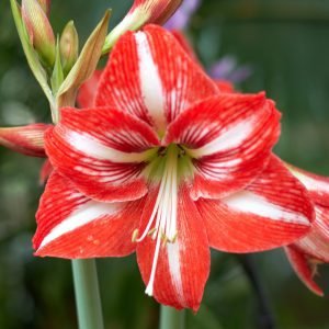 Pre-Potted 'Minerva' Amaryllis