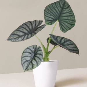 Alocasia Silver Nebula