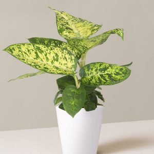 Dieffenbachia Sublime