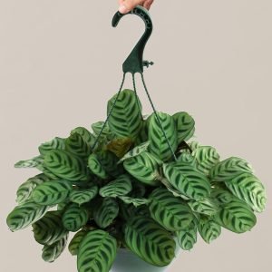 Calathea Burle Marx Hanging Basket