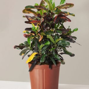 Large Corkscrew Croton