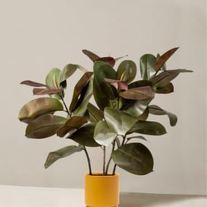 Faux Rubber Tree