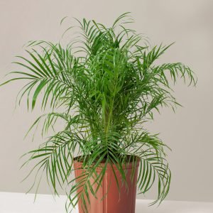 Large Pygmy Date Palm