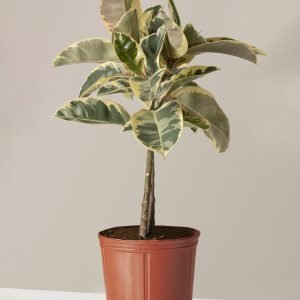 Large Ficus Tineke Tree