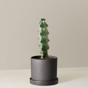 Myrtillocactus Geometrizans 'Boobie Cactus'