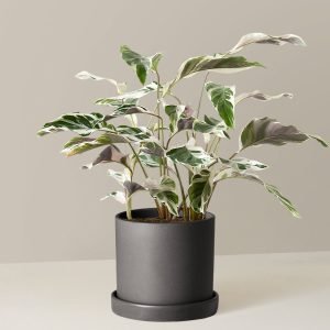 Calathea White Fusion