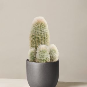 Old Man Cactus