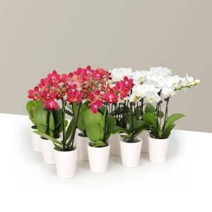 Orchid Party Pack, Set of 12