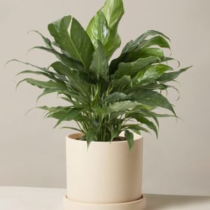 Peace Lily ‘Domino’