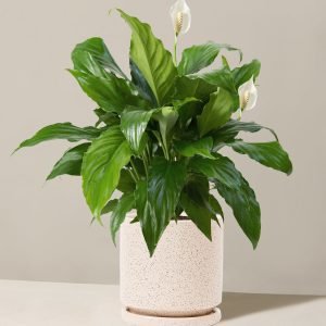 Peace Lily