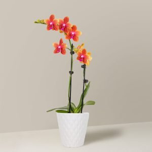 Petite Sunset Orchid