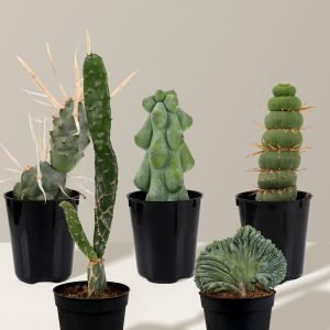 Mini Rare Cactus Bundle