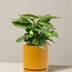 Coffee Plant