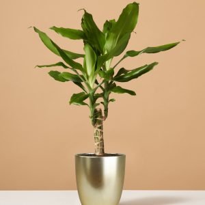 Dracaena Fragrans Green