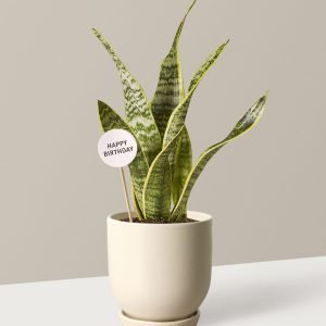 Happy Birthday Snake Laurentii