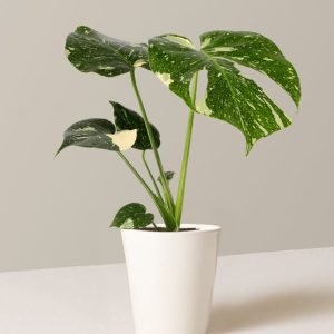 Monstera Thai Constellation