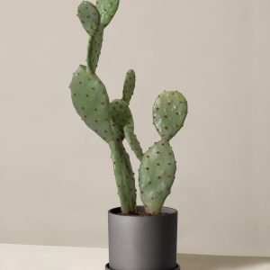Faux Cactus