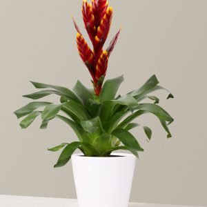 Bromeliad Vriesea ‘Vogue’