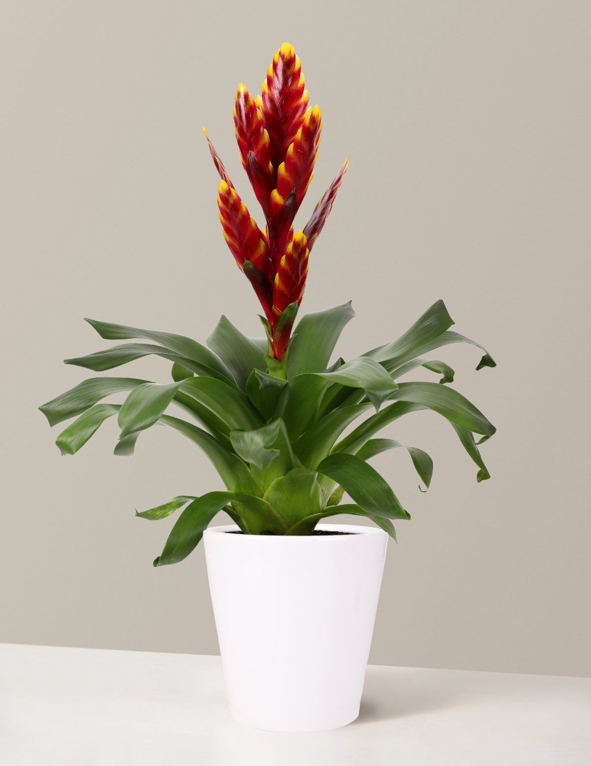 Bromeliad Vriesea ‘Vogue’