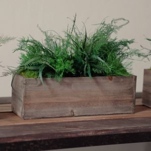 Preserved Moss & Fern Box
