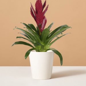 Bromeliad Vriesea ‘Albertina Maroon’