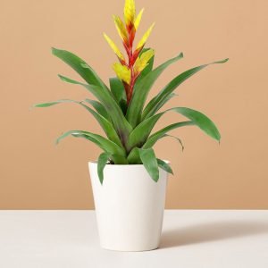 Bromeliad Vriesea Evita Yellow