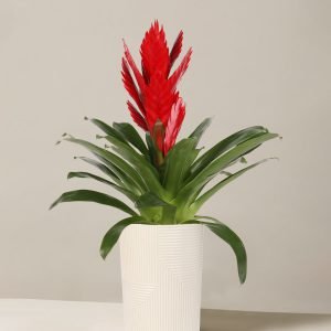 Bromeliad Vriesea Intenso Red