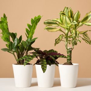 Easy-Care Subscription (3 Months)