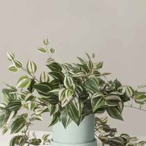 Faux Tradescantia Zebrina