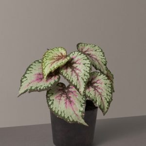 Favter|Faux Rex Begonia