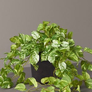 Faux Pothos Plant