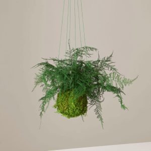 Preserved Fern Kokedama