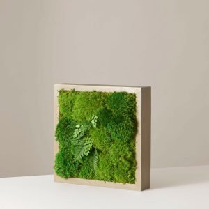 Small Preserved Living Wall 14" x 14"
