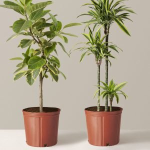 The Big and Bright Duo