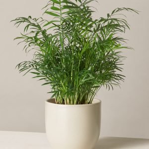 Parlor Palm