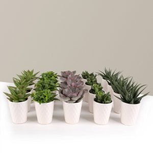 Succulent Party Pack, Set of 20
