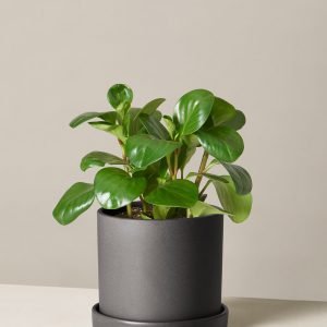 Peperomia Obtusifolia