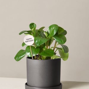 Happy Birthday Peperomia Green