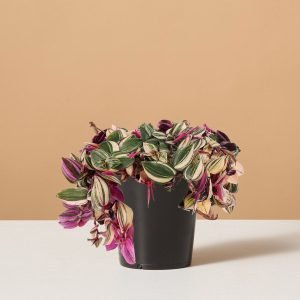 Tradescantia Quadricolor