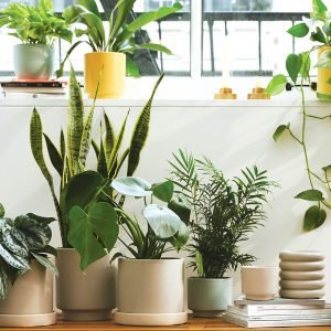 Virtual Plant Appointment